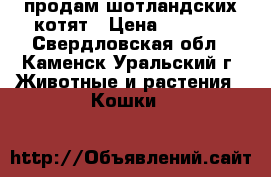 продам шотландских котят › Цена ­ 3 500 - Свердловская обл., Каменск-Уральский г. Животные и растения » Кошки   